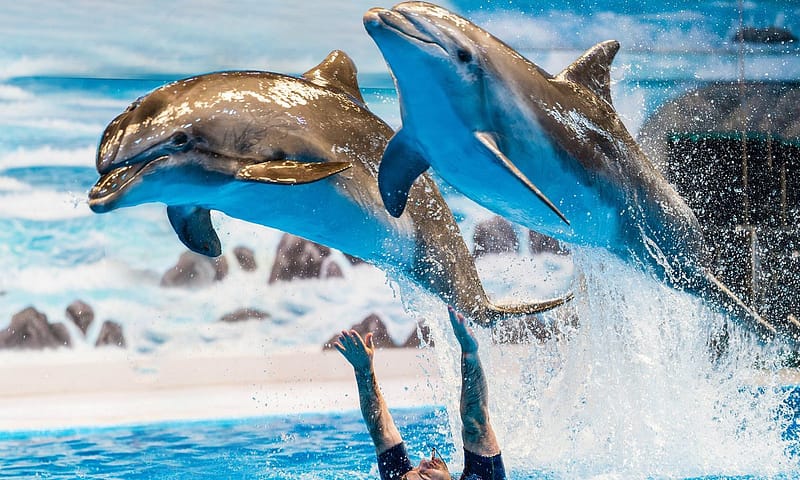 Explore Dubai Aquarium With Frame, Glow Garden, Aya Universe & More! Dubai Shafqa.com Online Shopping, Best Prices in Dubai UAE 3