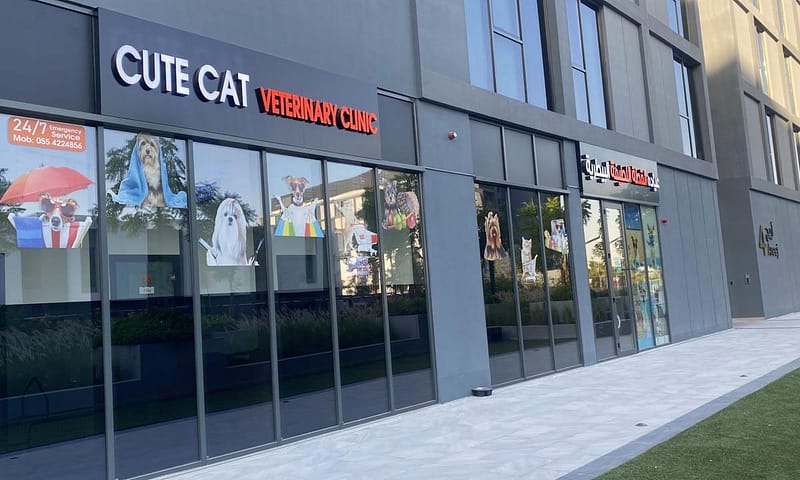 Get Specialized Vet Care For Your Pet At Cute Cat Veterinary Clinic Sharjah & N. Emirates Shafqa.com Online Shopping, Best Prices in Dubai UAE 3