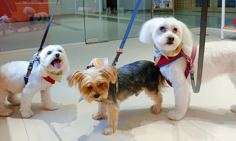 Groom, Grin, And Wag: Unleash Pet Paradise Dubai Shafqa.com Online Shopping, Best Prices in Dubai UAE 4