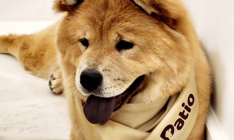 Groom, Grin, And Wag: Unleash Pet Paradise Dubai Shafqa.com Online Shopping, Best Prices in Dubai UAE 2
