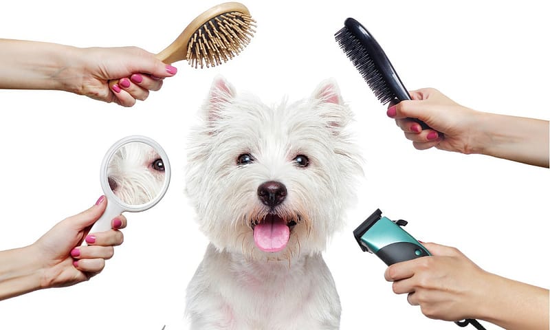Treat Your Furry Friend To A Spa Day At Six Pawz Pet Grooming! Dubai Shafqa.com Online Shopping, Best Prices in Dubai UAE 2