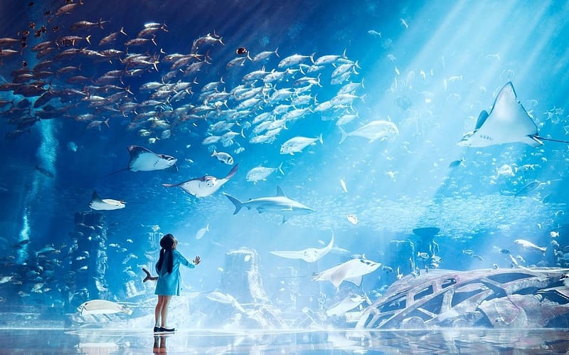 Aya Universe With Combo Tickets Dubai Shafqa.com Online Shopping, Best Prices in Dubai UAE 9