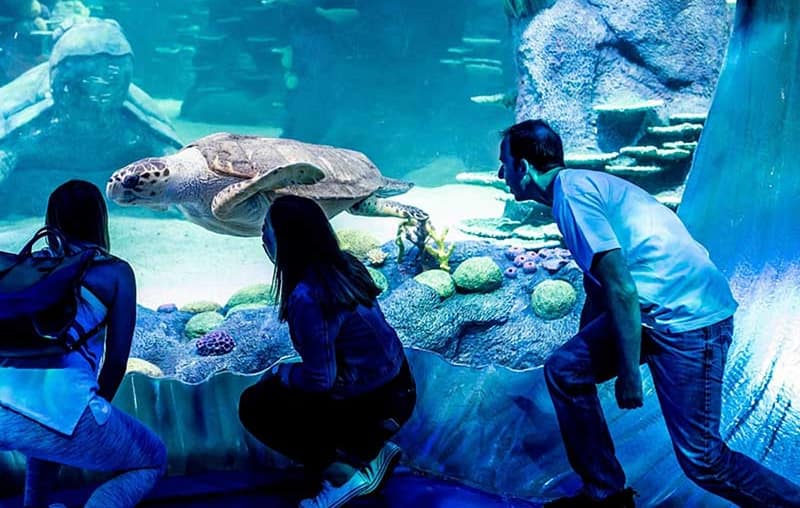 Marine Magic Awaits: Dubai Aquarium & Penguin Cove For 1, 2, Or 4! Dubai Shafqa.com Online Shopping, Best Prices in Dubai UAE 8