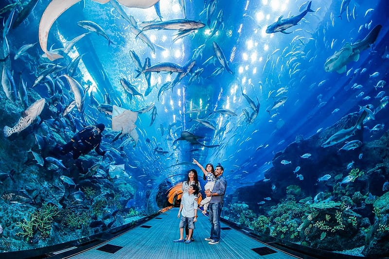 Marine Magic Awaits: Dubai Aquarium & Penguin Cove For 1, 2, Or 4! Dubai Shafqa.com Online Shopping, Best Prices in Dubai UAE 3